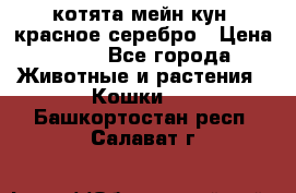 котята мейн кун, красное серебро › Цена ­ 30 - Все города Животные и растения » Кошки   . Башкортостан респ.,Салават г.